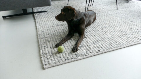 EPI gietvloer met huisdier